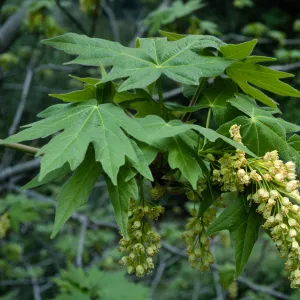 Acer macrophyllum, West fork of Cold Springs Trail, Santa Ynez Mountains