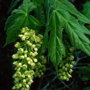 Acer macrophyllum, West fork of Cold Springs Trail, Santa Ynez Mountains