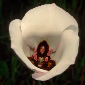Calochortus catalinae, Toyon Bay Road, Catalina Island