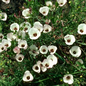 Calochortus catalinae, Encinal Canyon Road, Santa Monica Mountains