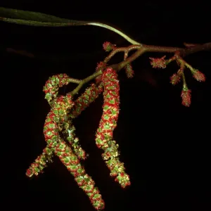 Alnus rhombifolia, West Camino Cielo