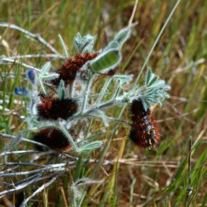 Arctiidae Caterpillars on Lupinus bicolor, near Malo, San Clemente Isl.