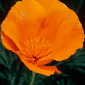 Eschscholzia californica, San Roque Canyon, Santa Barbara County
