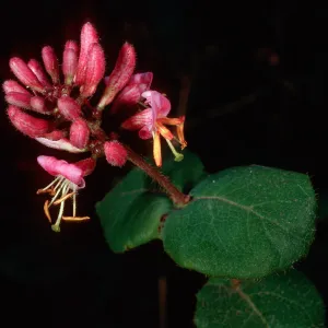 Lonicera hispidula, Big Creek Reserve, Monterey County