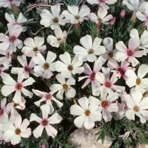 Phlox covillei, Patriarch Grove, White Mountains, upper Owens Valley