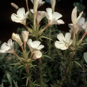 Leptodactylon pungens, Grandview Campground, White Mountains, Inyo National Forest