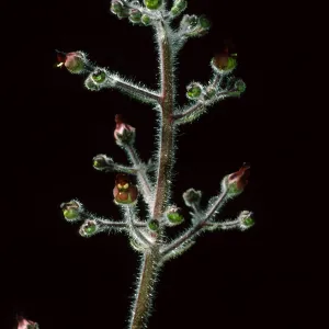  Scrophularia villosa, near Cherry Canyon, Catalina Island