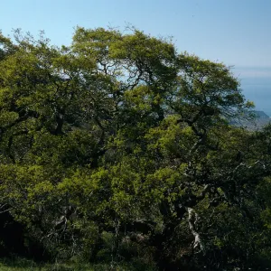 Quercus pacifica, along road to Little Harbor, Catalina Island