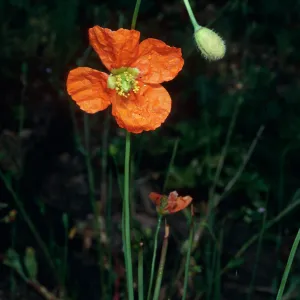 Papaver californicum, burn at Lake Cachuma, Santa Barbara County