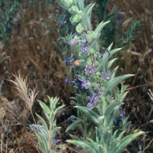 Trichostema lanceolata, trip to Pleito Creek, Los Padres National Forest