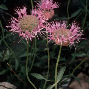 Monardella odoratissina, Wyman Canyon, White Mountains, Inyo National Forest