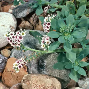 Heliotropium curassavicum, Willows Beach, Santa Cruz Island