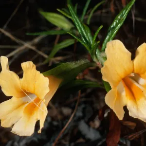 Mimulus longiflorus, upper Islay Canyon, Santa Cruz Island