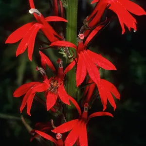 Lobelia cardinalis, Arroyo Section, Santa Barbara Botanic Garden