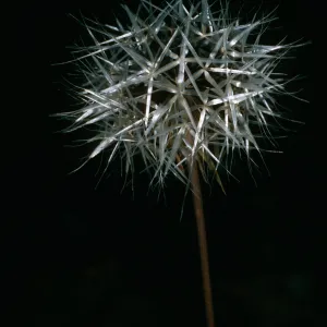 Microseris lindleyi, Jesusita Trail, Santa Barbara County