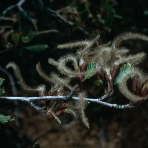 Cercocarpus betuloides, Tunnel Trail, Santa Barbara County