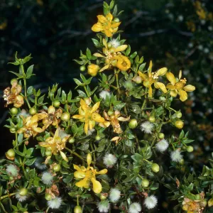 Larrea tridentata, Saline Valley, Death Valley