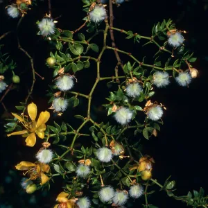 Larrea tridentata, Cottonwood Canyon, Death Valley