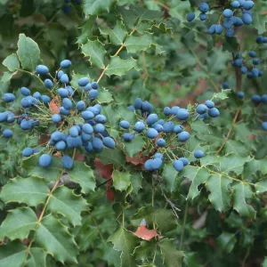 Mahonia pinnata pinnata, Arroyo Section, Santa Barbara Botanic Garden