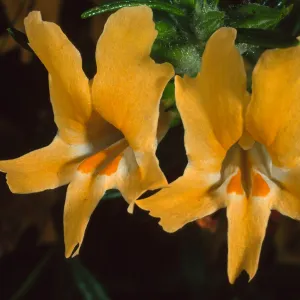 Miimulus longiflorus, Santa Barbara Botanic Garden