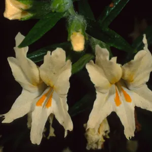 Miimulus longiflorus, Santa Barbara Botanic Garden