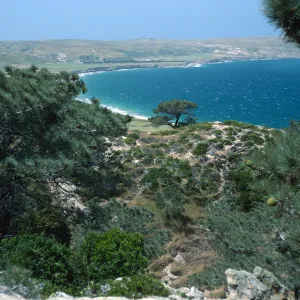 Torrey Pines, Santa Rosa Island
