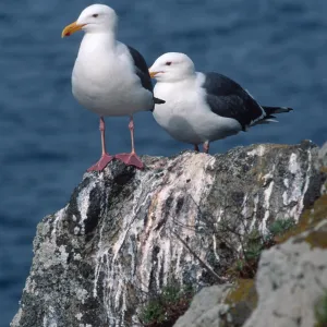 Western Gulls, Rat Rock, West Anacapa Island