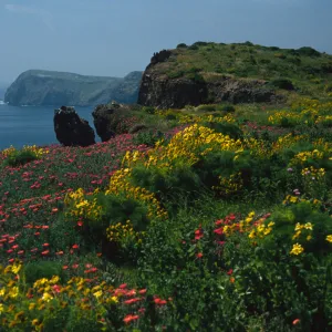 Coreopsis, Malephora, Southeast end, East Anacapa Island