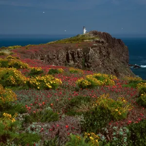 view of lighthouse, Coreopsis, Malephora, East Anacapa Island
