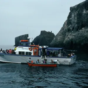 Sunfish, East Anacapa Island
