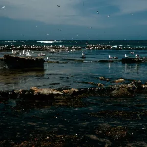 coastline, West of Tecolote Canyon, Santa Rosa Island