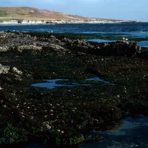 tide pools, East Point, Santa Rosa Island