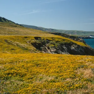 Layia (tidy tips), East end of Beechers Bay, Santa Rosa Island