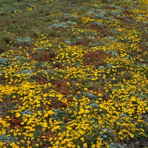Layia (tidy tips), West side of Carrington Point, Santa Rosa Island