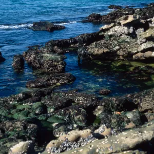 tide pools, NPS, Johnsons Lee site, Santa Rosa Island