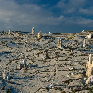 caliche forest, late afternoon, San Miguel Island