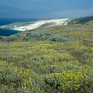 Malacothrix incana, above Cuyler Harbor, San Miguel Island