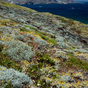 Malacothrix incana, just West of Hoffmann Point, San Miguel Island