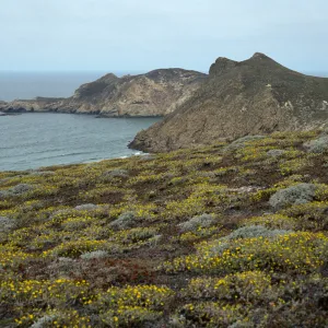 Malacothrix incana, Harris & Lester Points, San Miguel Island