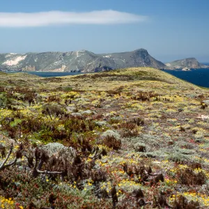 Malacothrix incana, just West of Hoffmann Point, San Miguel Island