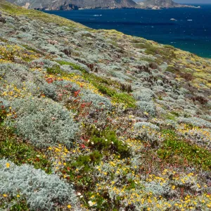 Malacothrix incana, just West of Hoffmann Point, San Miguel Island