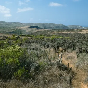 trail to Harbor Point Peninsula, San Miguel Island