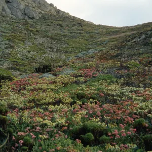 Eriogonum (wild buckwheat), Dudleya (liveforevers), Harris Point, San Miguel Island