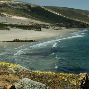 Malacothrix incana, East end of Cuyler Harbor, San Miguel Island