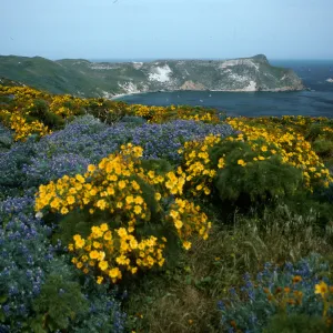 Coreopsis, Lupinus albifrons, Cuyler Harbor from Cabrillo Monument, San Miguel Island