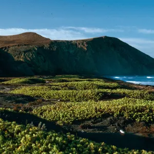 early morning, Abronia maritima, Christy Beach, Santa Cruz Island