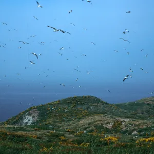 Western Gulls, terrace, Middle Anacapa Island