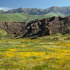 Lasthenia, Christy Beach, Santa Cruz Island