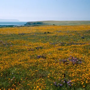 Lasthenia, Sisyrinchium, Fraser Point, Santa Cruz Island