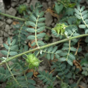 Seal Beach, Tribulus, Orange County